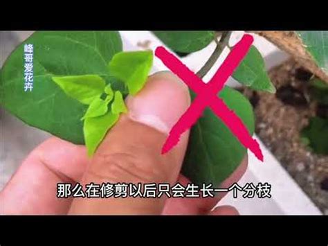 九重葛徒長枝|九重葛：培植大有學問，學習中